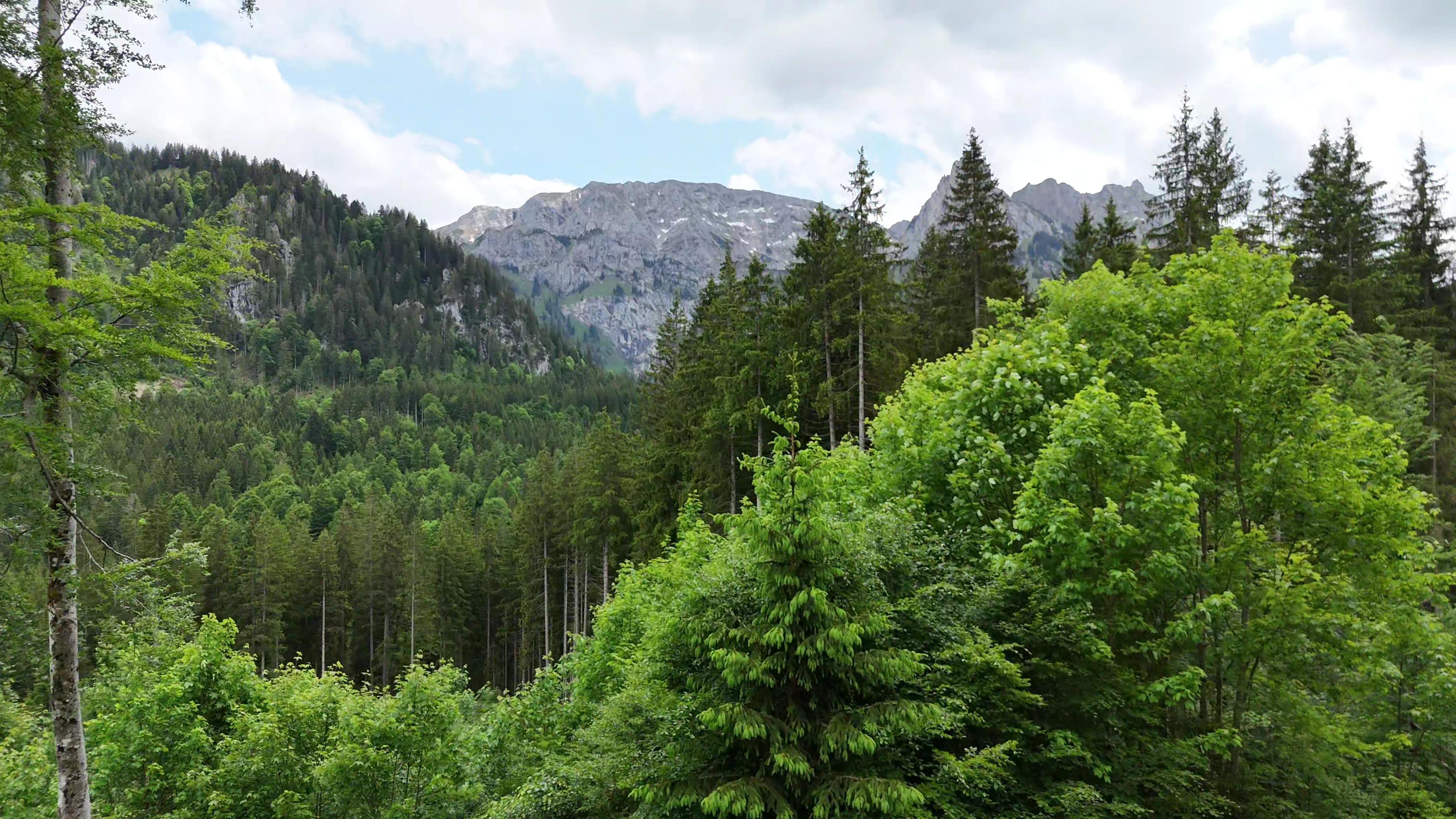 Totholzsuche in unwegsamem Gelände